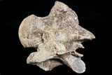 Mosasaur (Platecarpus) Dorsal Vertebra - Kansas #73698-1